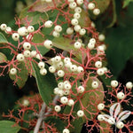 Huron® Dogwood