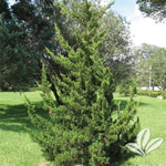 Canaerti Juniper