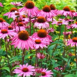 Ruby Star Coneflower