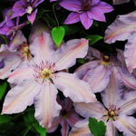 The First Lady Clematis Ladder
