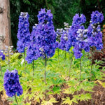 Laser Beam™ Delphinium