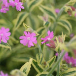 Clifford Moor Campion