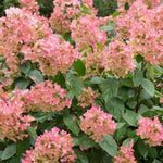 Quick Fire® Hydrangea
