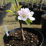 Mutsu (Crispin) Apple Tree