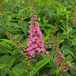 First Editions® Trippy Pink™ Butterfly Bush