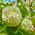 Eastern Snowball Viburnum