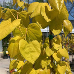 Rise 'N Shine™ Redbud Tree