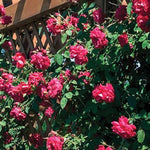 Ramblin' Red® Climbing Rose Staked