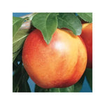 Mericrest Nectarine Tree