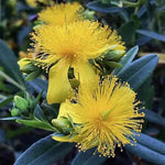 Blue Velvet™ St. Johnswort