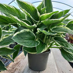 Francee Hosta