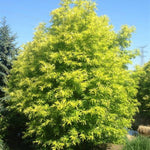 Golden Sunshine Willow