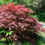 Crimson Queen Japanese Maple Tree