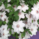 Miss Bateman Clematis