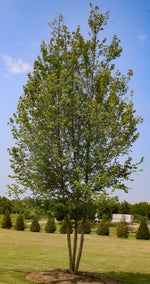 Trident Maple Clump Tree