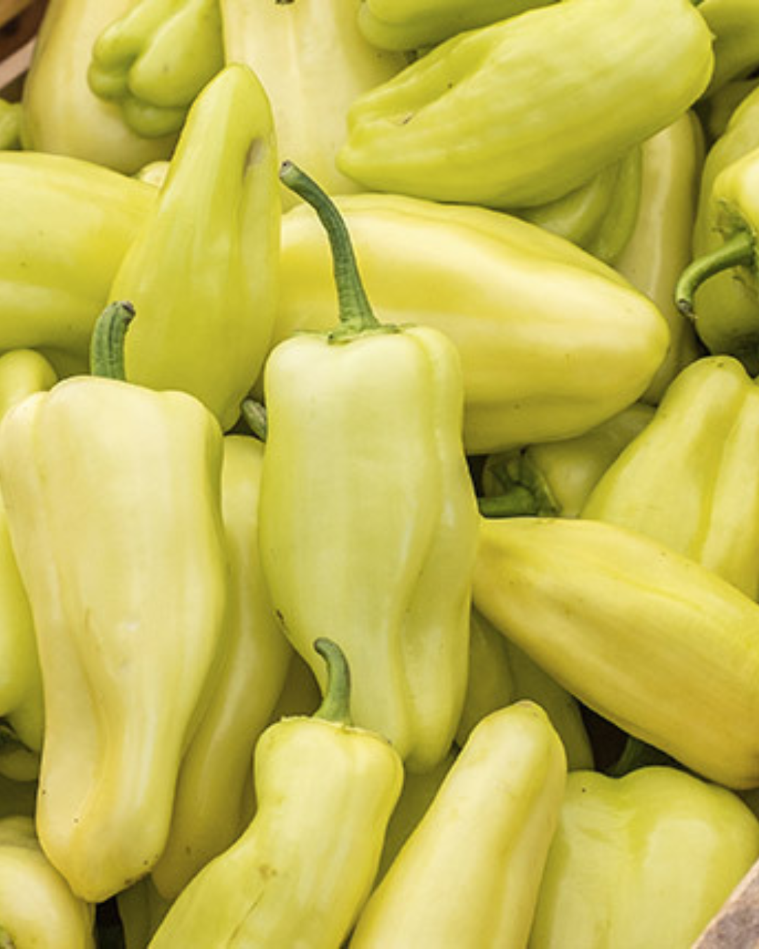 Indiana Caribe Peppers – 1/2 Bushel