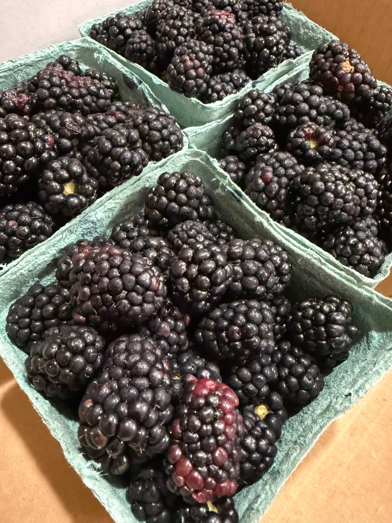 Indiana Blackberries