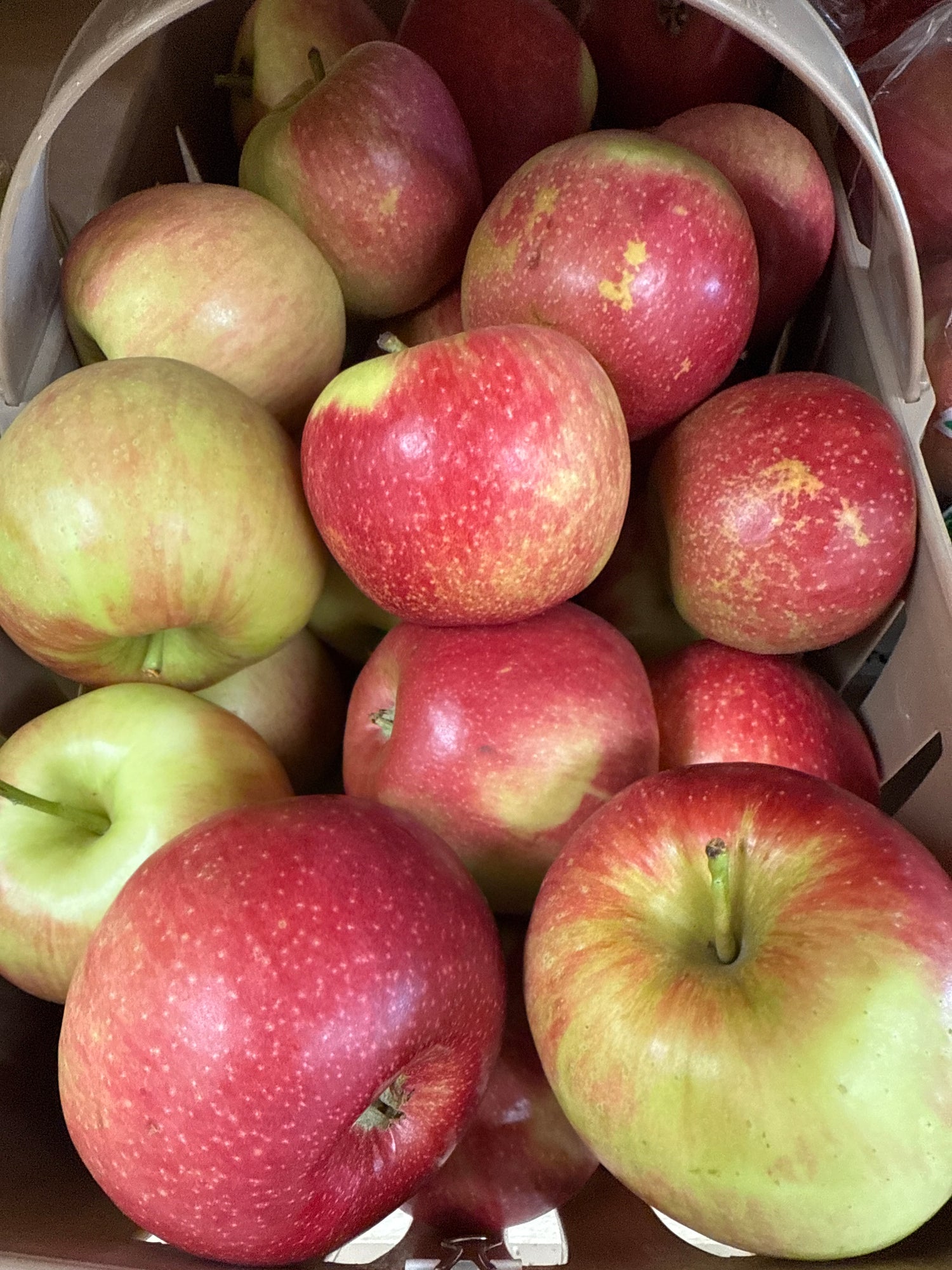 Autumn Crisp Apples BU
