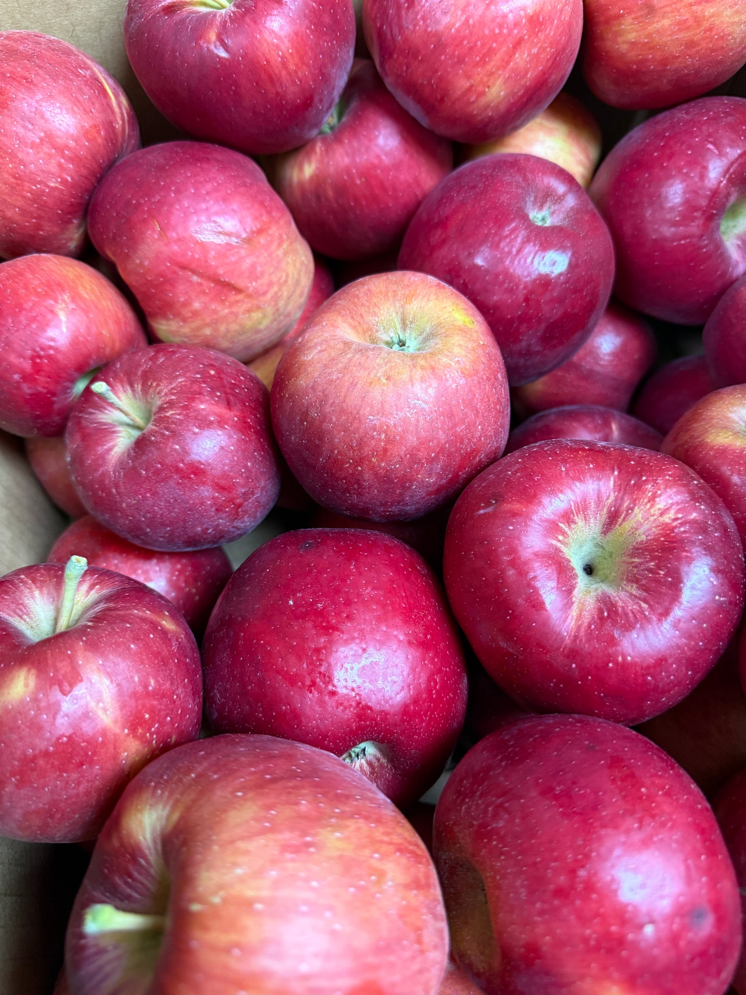 Sweet Maia Apple BU