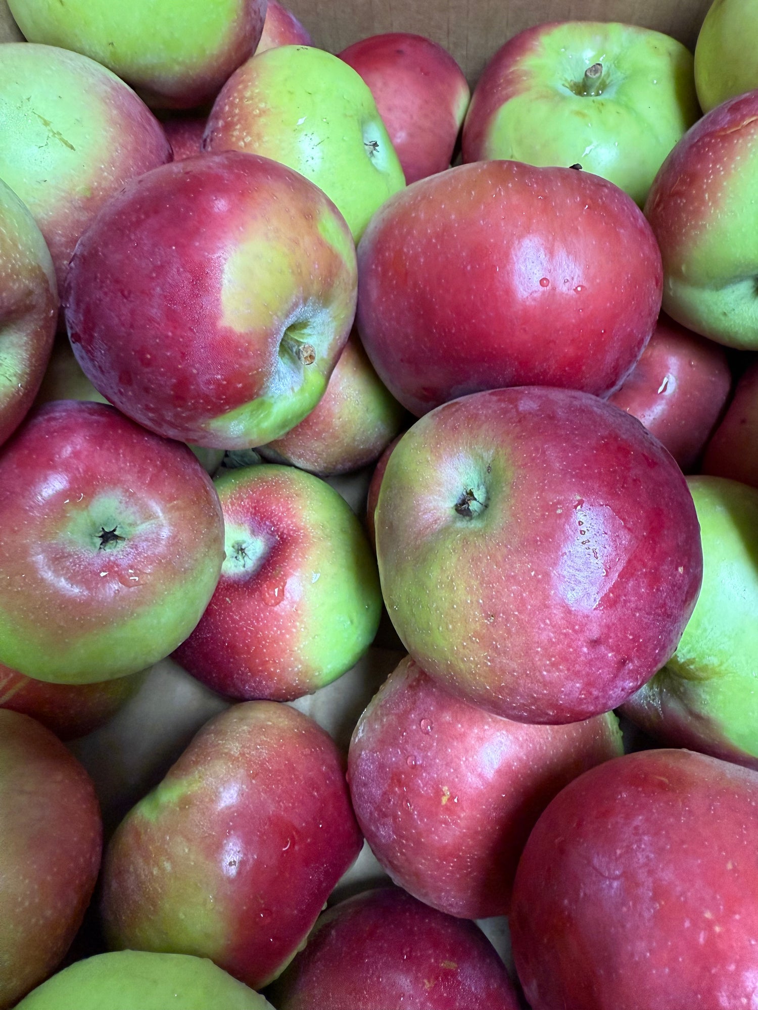 Paula Red Apple BU