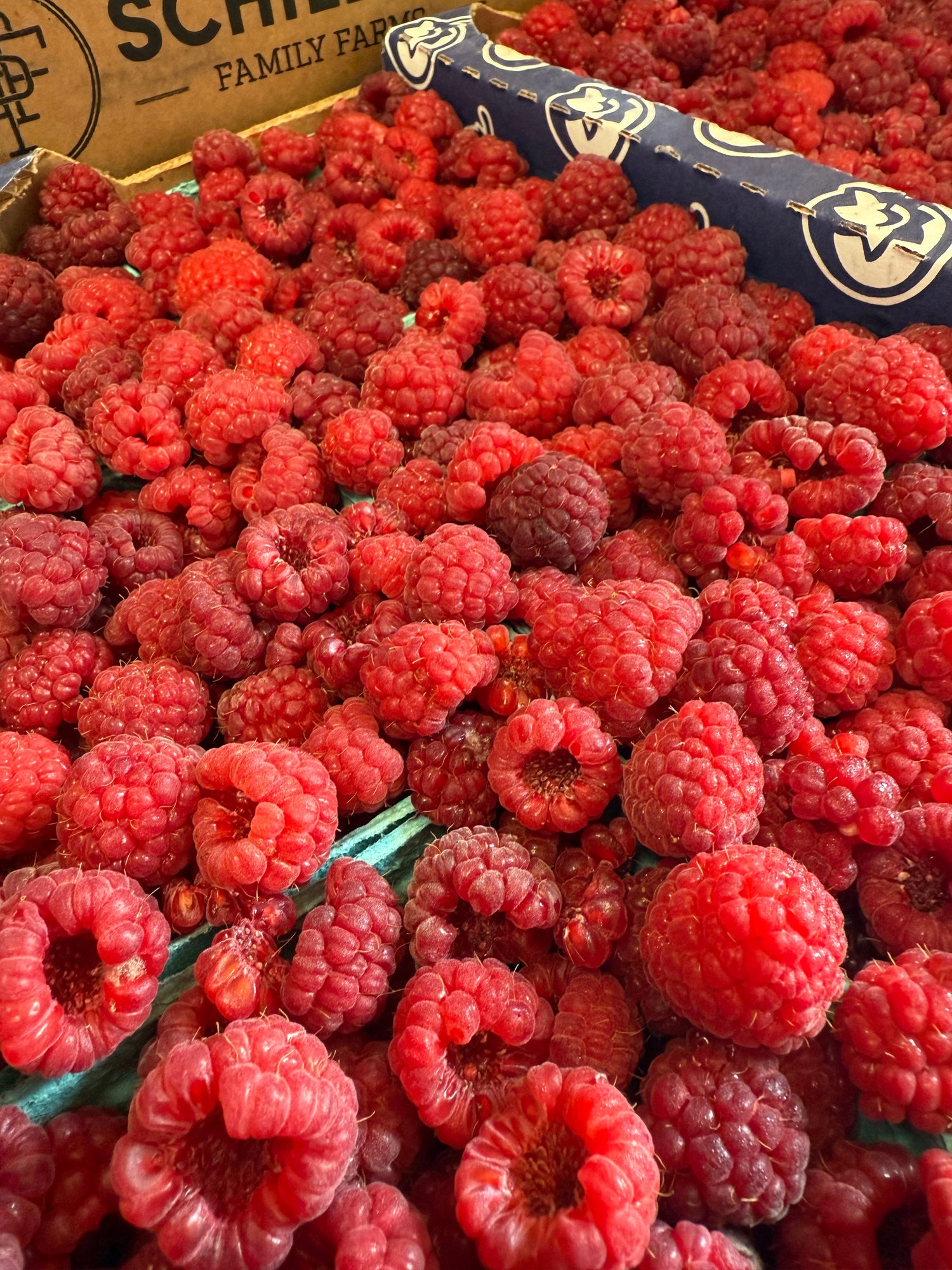 Indiana Raspberries