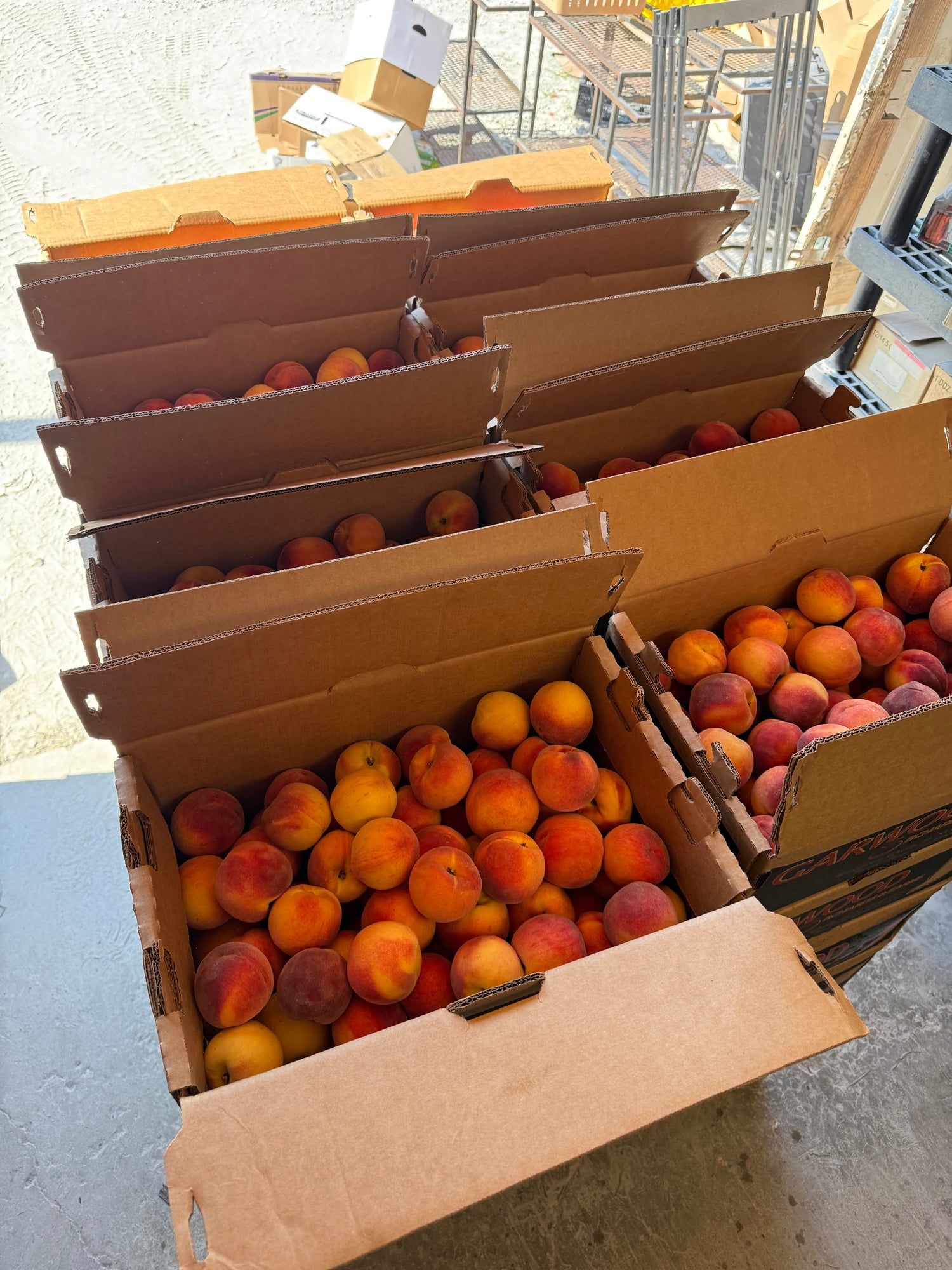 Indiana Red Haven Freestone Peaches 1/2 BU