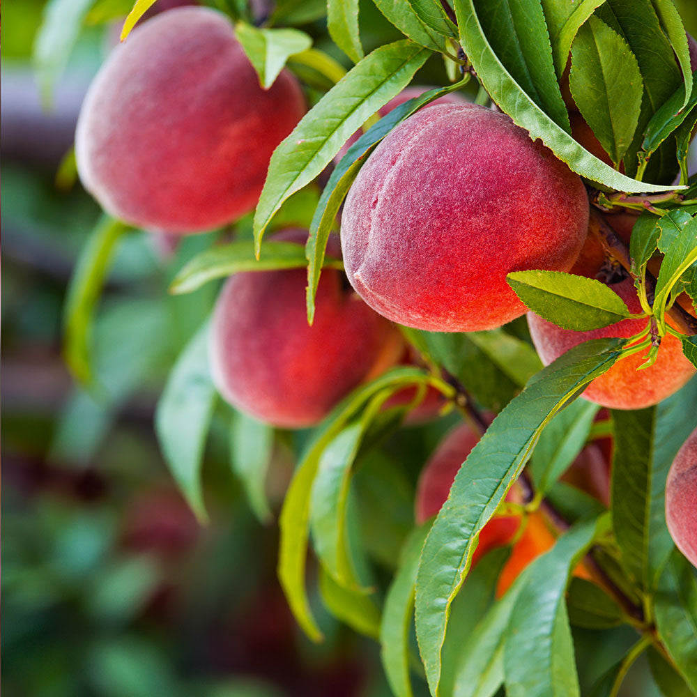Indiana Red Haven Freestone Peaches 1/2 BU