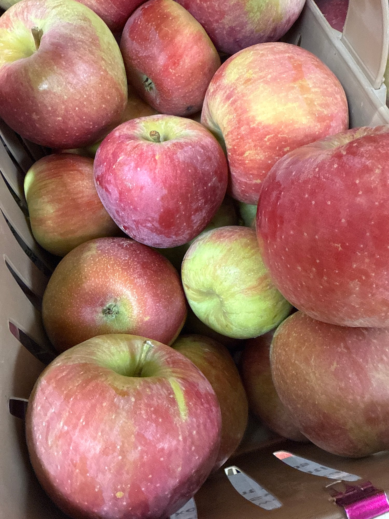 Summerset Apples BU