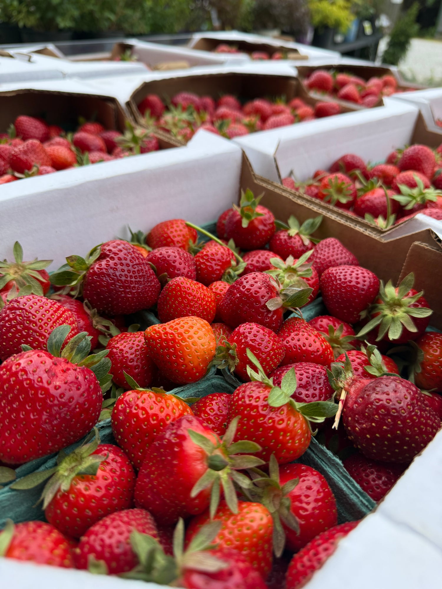 Indiana Strawberries