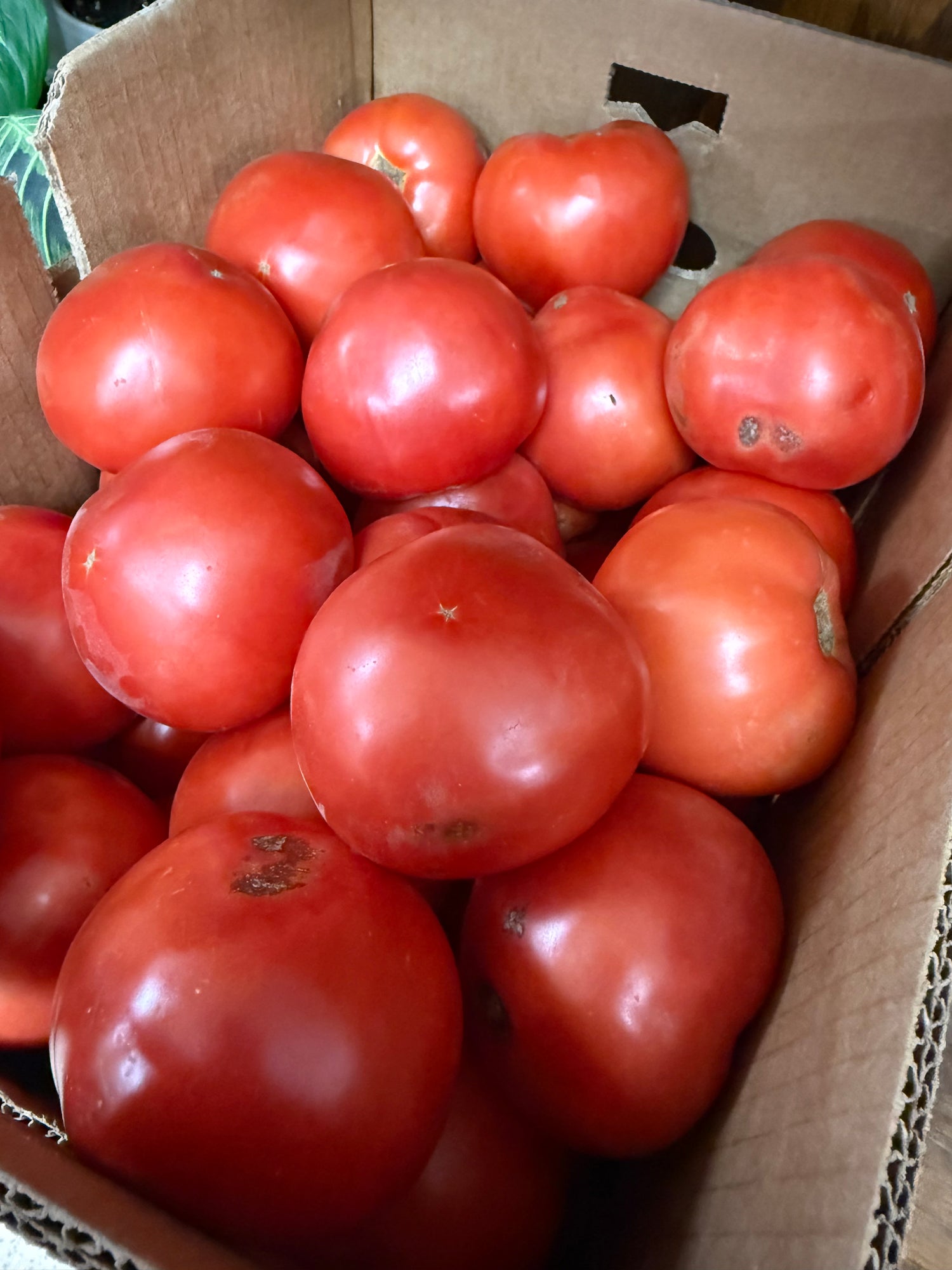 Indiana Red Canning Tomatoes 1/2 BU