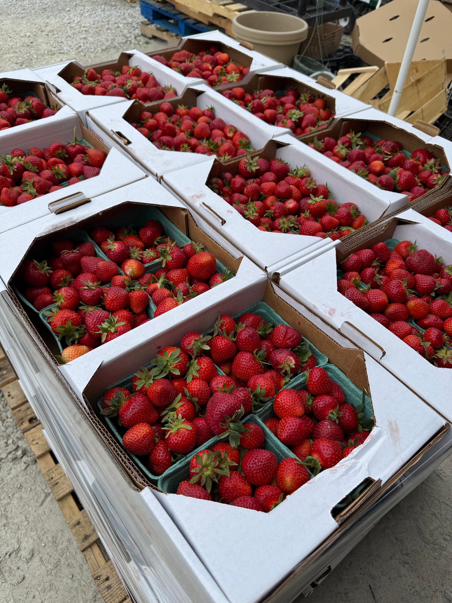 Indiana Strawberries