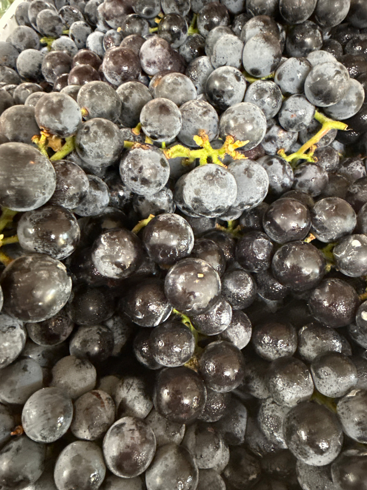 Concord Grapes - 1/2 bu box