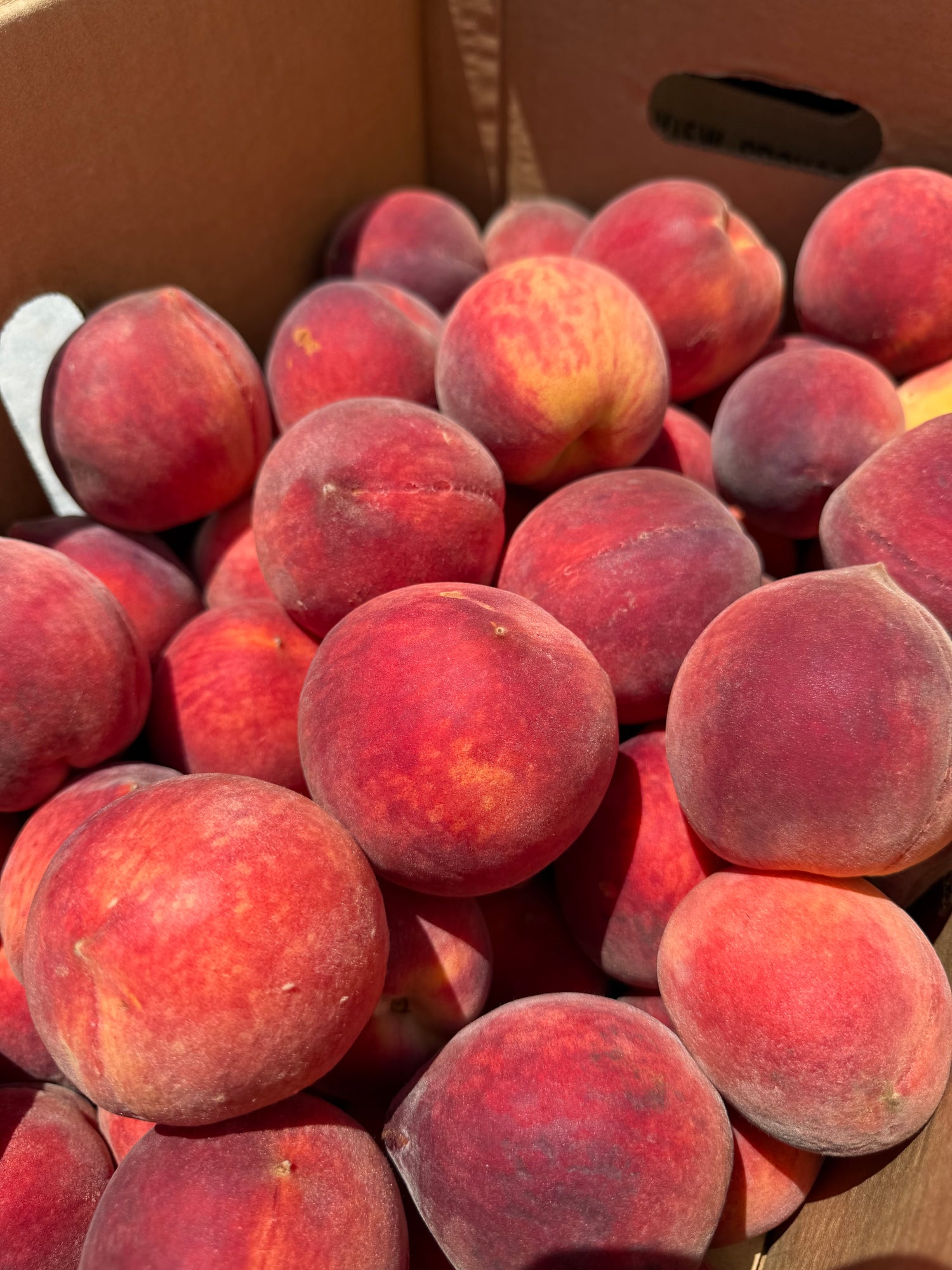 Indiana Red Haven Peaches 20lb box