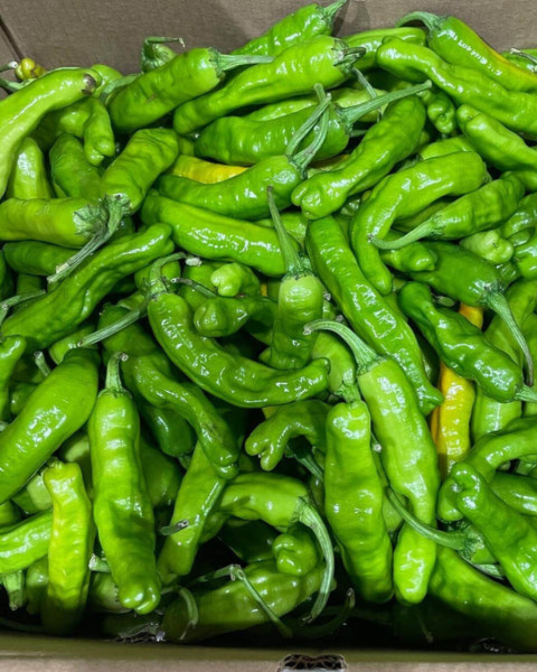 Indiana Shishito Peppers – 1/2 Bushel