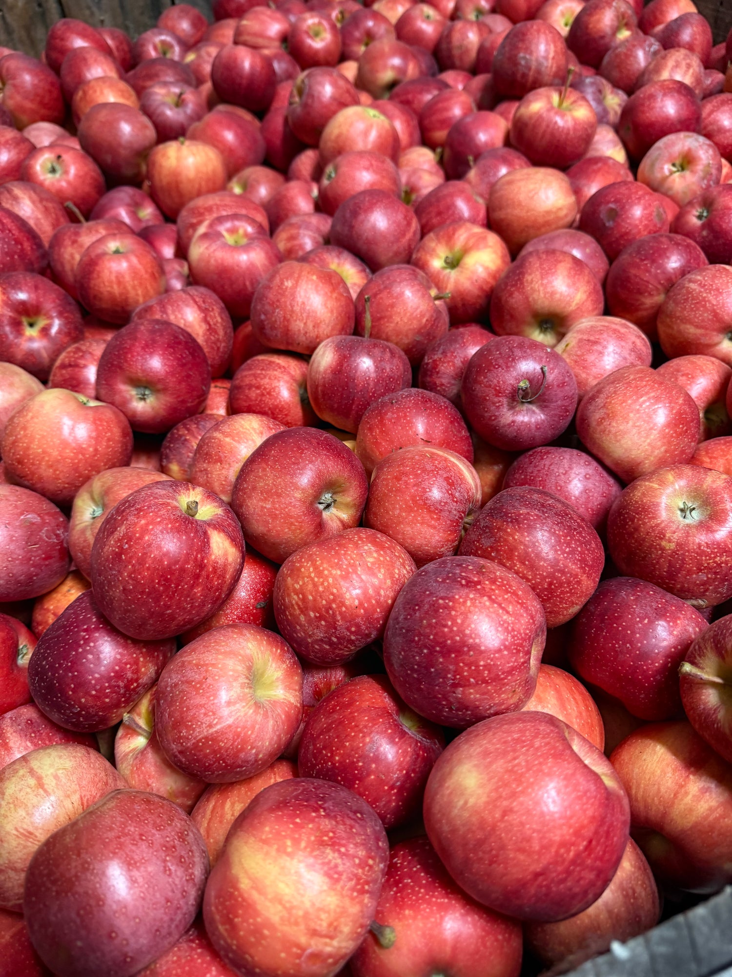 Gala Apple BU