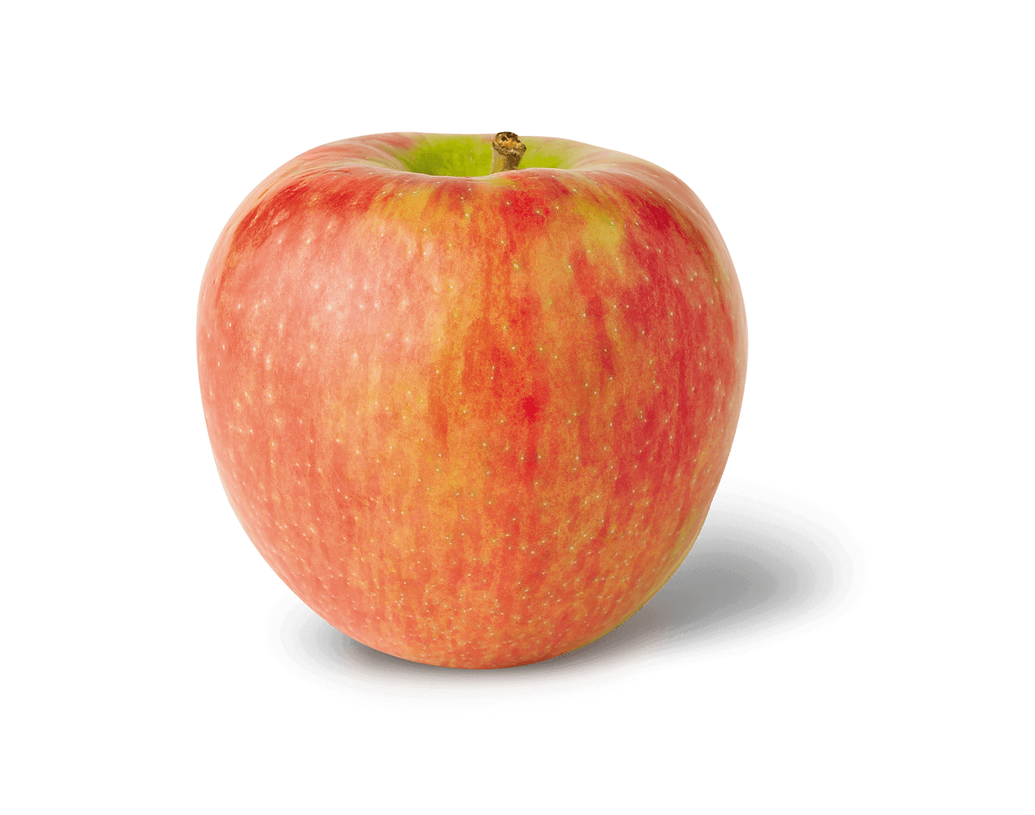 Honeycrisp Apple BU