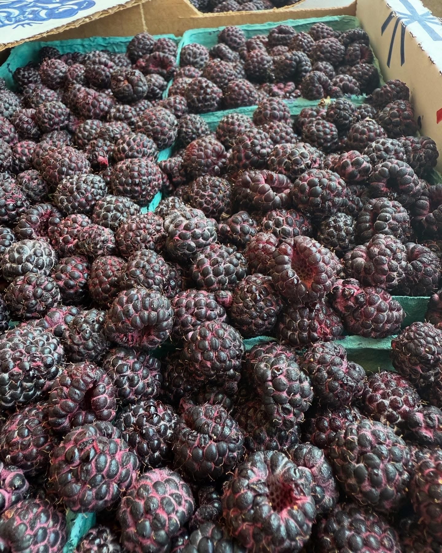 Indiana Black Raspberries
