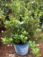 Daisy Duke™ Gardenia