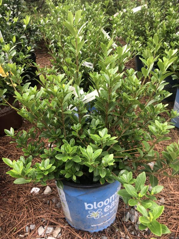 Daisy Duke™ Gardenia