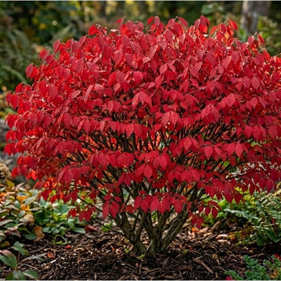 Dwarf Burning Bush
