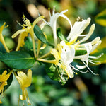 Hall's Honeysuckle