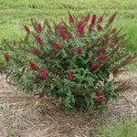 Miss Molly Butterfly Bush