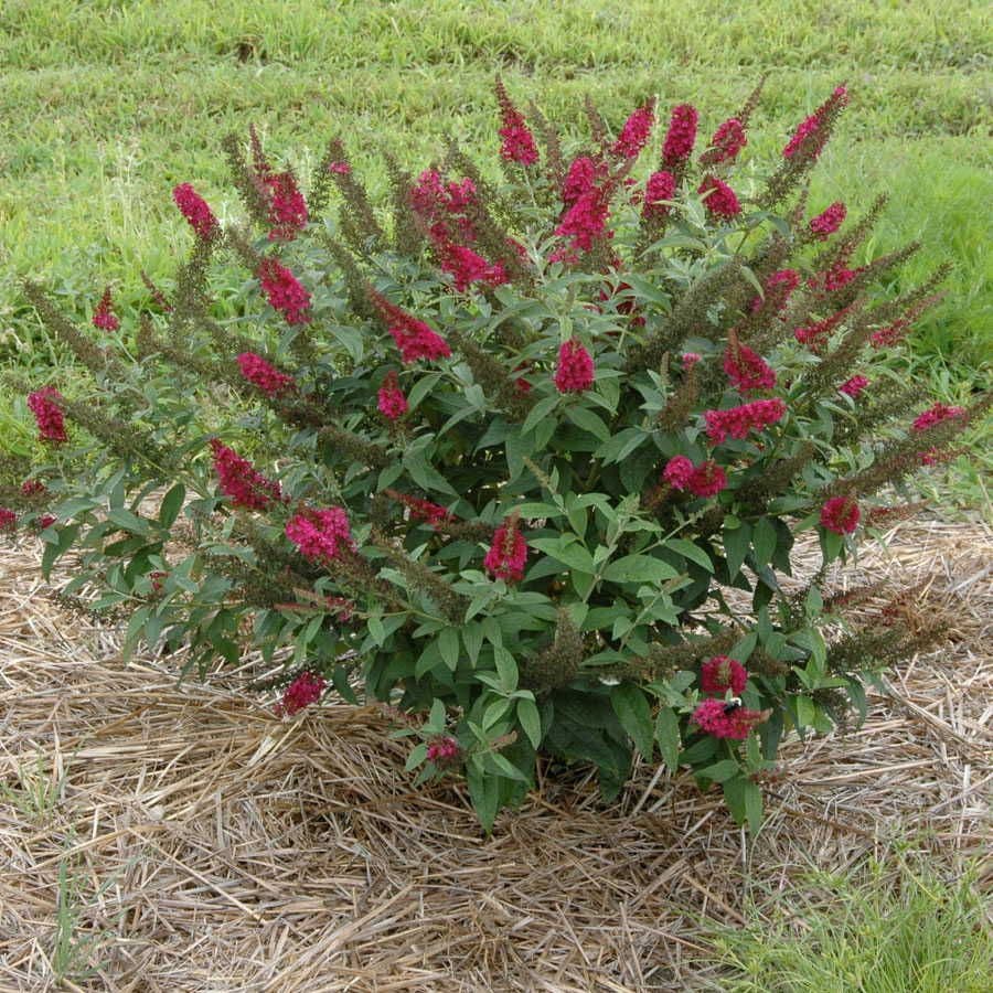 Miss Molly Butterfly Bush