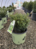 NewGen™ Liberty Belle™ Boxwood