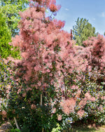 Pink Champagne Smoketree
