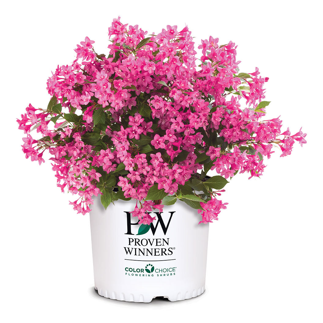 Sonic Bloom® Pink Weigela