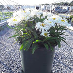 Freak® Shasta Daisy