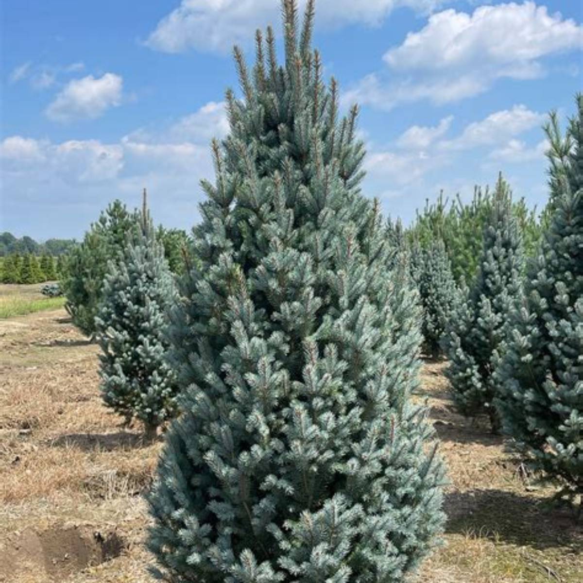 Blue Totem Spruce