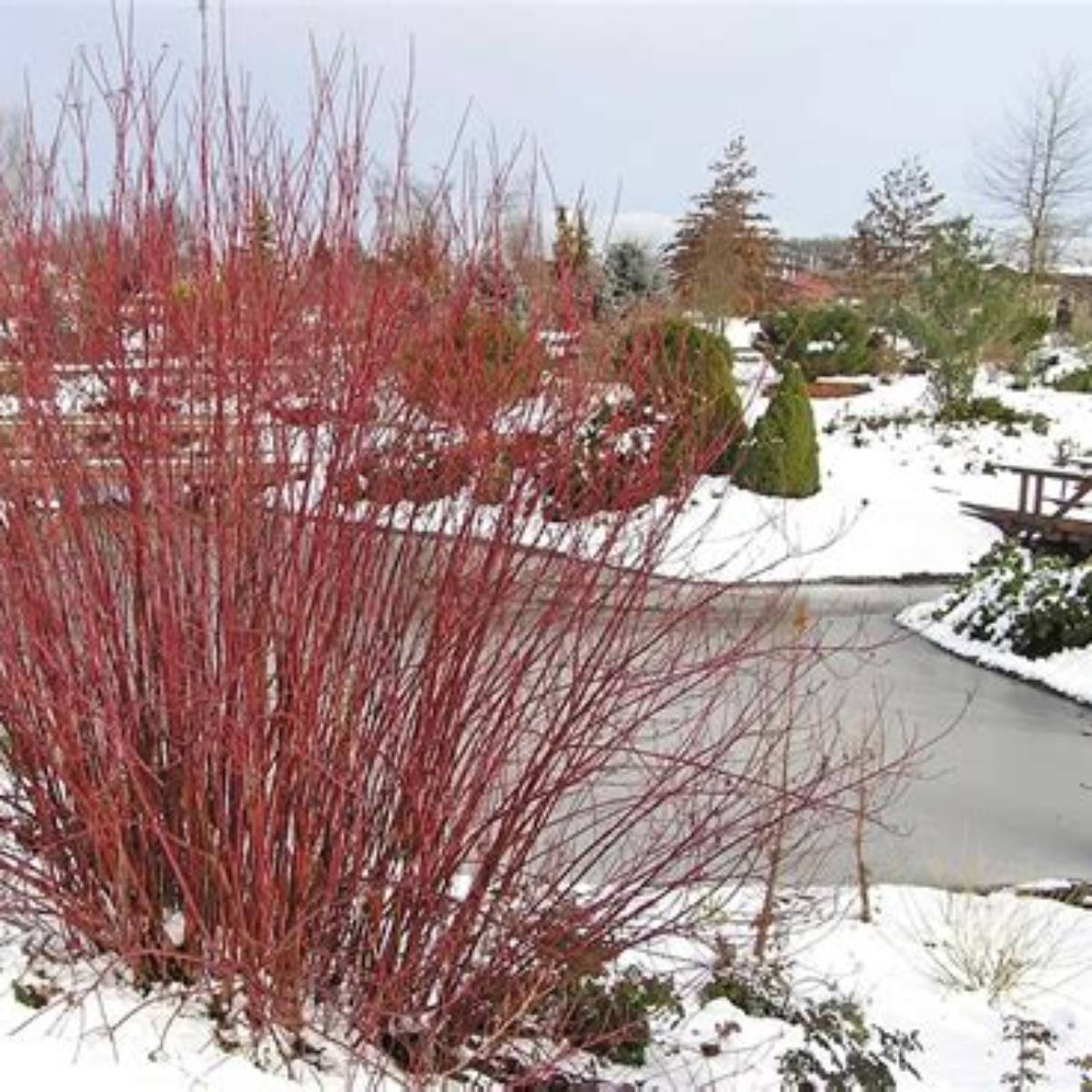 Red Twig Dogwood