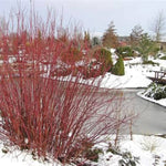 Red Twig Dogwood